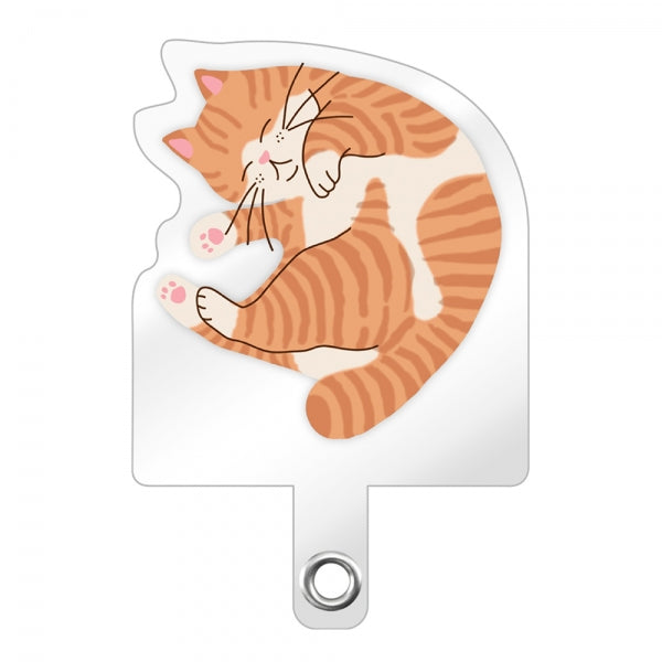 #カラー_茶トラ